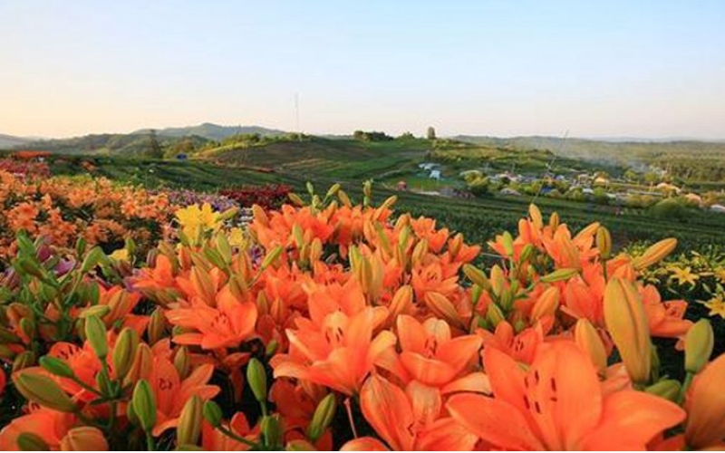 熱力開走！第七屆百合文化旅游節(jié)“百合之路”徒步大會(huì)舉行